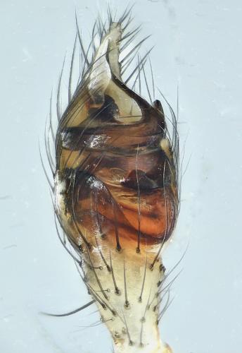 Steatoda grossa
